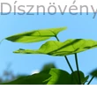 Gömbszivarfa levelei
