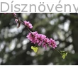 Közönséges júdásfa virág