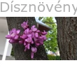 Közönséges júdásfa virág