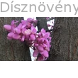 Közönséges júdásfa virág
