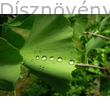 Ginkgo páfrányfenyő harmatos levelei