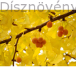 Ginkgo páfrányfenyő termések őszi levelek között
