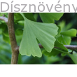 Ginkgo páfrányfenyő jellegzetes, hasított, legyező formájú levele
