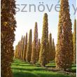 Oszlopos tulipánfa sor ősszel