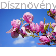 Susan liliomfa virágzó ág