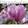 Susan liliomfa virág