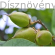 Kínai császárfa termés zölden