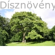 Kínai császárfa habitus