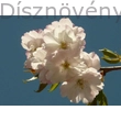 Oszlopos japán díszcseresznye virág