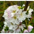 Oszlopos japán díszcseresznye virágzás