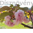 Royal Burgundy japán díszcseresznye hajtás, virág