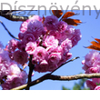 Royal Burgundy japán díszcseresznye virágdísz