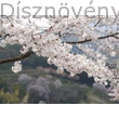 Fehér virágú japán díszcseresznye virágzó vessző
