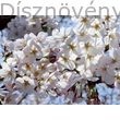 Fehér virágú japán díszcseresznye virágzás