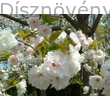 Fehér virágú japán díszcseresznye virágzás