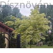 Drummondii korai juhar néhány évesen, díszkertben