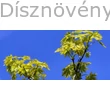 Drummondii korai juhar tarka levelei