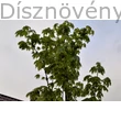 Drummondii korai juhar lombja