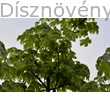 Drummondii korai juhar lombozata
