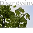 Drummondii korai juhar tarka levelei
