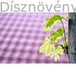 Drummondii korai juhar tarka levelei közelről