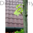 Drummondii korai juhar tarka levelei közelről