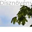 Drummondii korai juhar tarka levelei