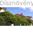 Idősebb gömbszivarfasor előkertben