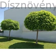 Gömbszivarfa utcafa sor