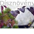 Forest Pansy júdásfa vesszője, levelekkel