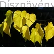 Közönséges júdásfa őszi levéldísz