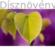 Közönséges júdásfa őszi levél