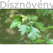 Ehető kínai galagonya tavaszi leveles hajtás