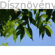 Gömbkőris levélzet