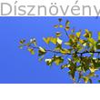Ginkgo páfrányfenyő hajtása ősszel