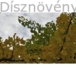 Ginkgo páfrányfenyő őszbe hajló lombbal