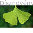 Ginkgo páfrányfenyő level mai megjelenése