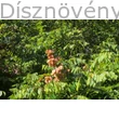 Bugás csörgőfa színesedő termésdísze