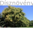 Bugás csörgőfa termésdísze városi parkban
