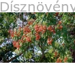 Bugás csörgőfa színesedő termésdísze