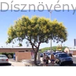 Bugás csörgőfa virágzása városi téren
