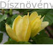 Yellow River sárga virágú liliomfa frissen kinyílt virágok