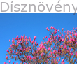 Susan liliomfa kora-tavaszi virágözön