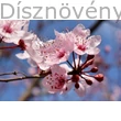 Vérszilva virágzás