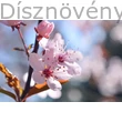 Vérszilva virág