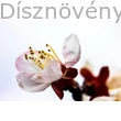 Vérszilva virág