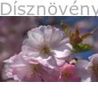 Kanzan díszcseresznye virág