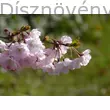 Kanzan díszcseresznye virágzó vessző