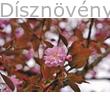 Royal Burgundy japán díszcseresznye virágok, levelek