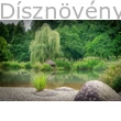 Szomorúfűz japánkertben tó mellett